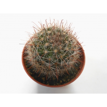 Mammillaria zeilmanniana