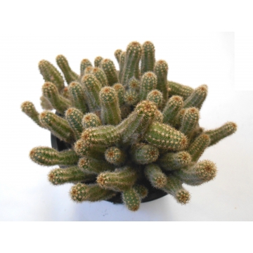 Chamaecereus silvestrii 