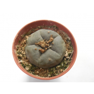 Lophophora williamsii 