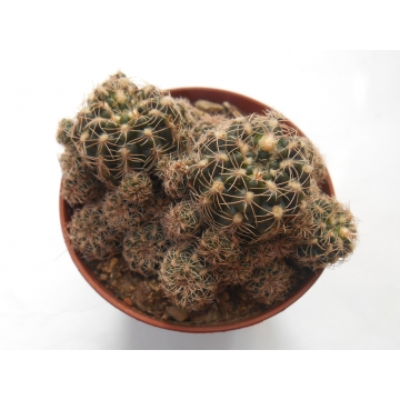 Gymnocalycium bruchii