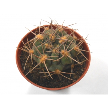 Gymnocalycium hybopleurum