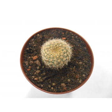 Rebutia haageana