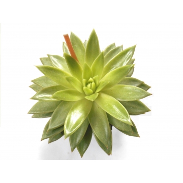 Echeveria agavoides