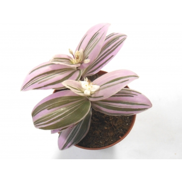 Tradescantia Sweetness
