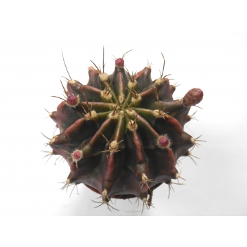 Gymnocalycium friedrichii