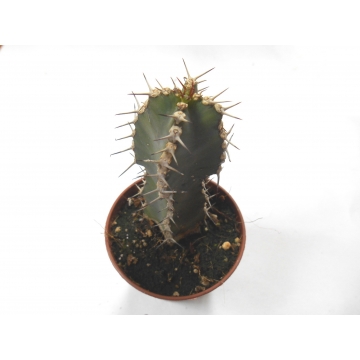 Euphorbia Polyacantha