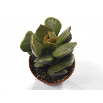 Adromischus stone