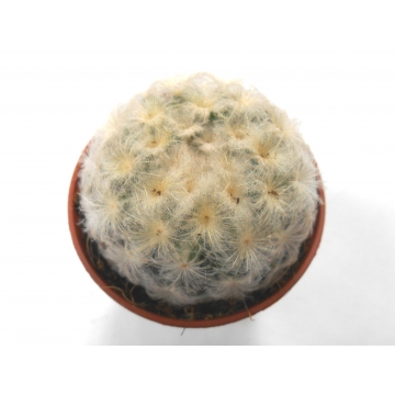 Mammillaria plumosa