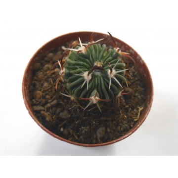 Echinofossulocactus pentacanthus