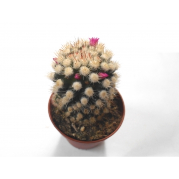 Mammillaria gracilis f. monstruosa