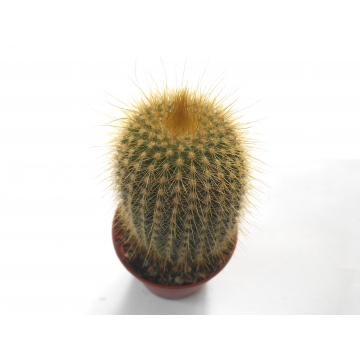 Notocactus leninghausii