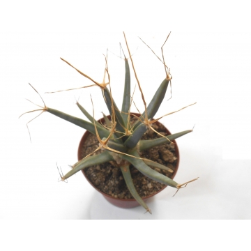 Leuchtenbergia principis