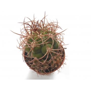 Gymnocalycium saglione