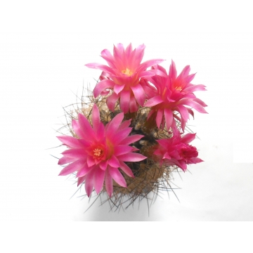 Neoporteria multicolor