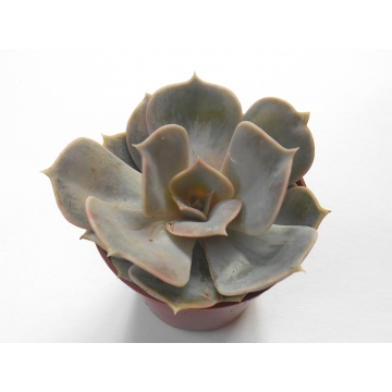 Sukulent Echeveria lilacina