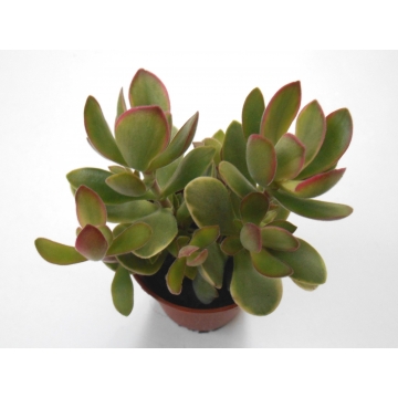 Crassula rusby