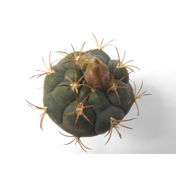 Gymnocalycium pflanzii