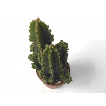 Cereus peruvianus florida