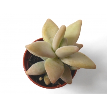 Graptopetalum paraguayense