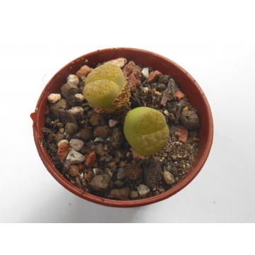 Lithops fulviceps aurea