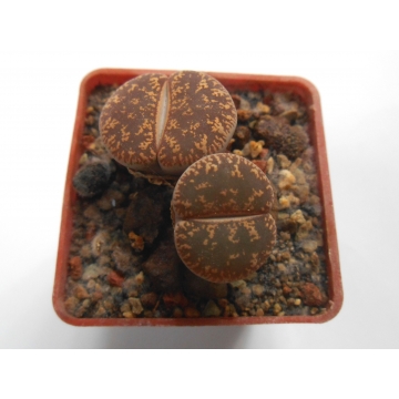 Lithops lesliei ssp