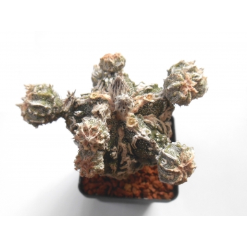 Astrophytum myriostigma Fukuryu