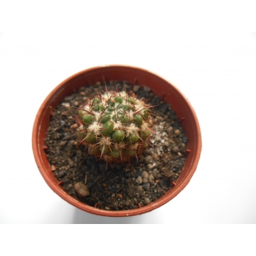 Notocactus submammulosus