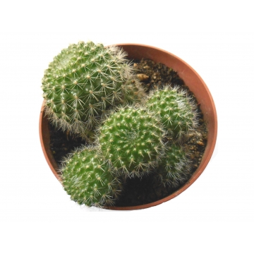 Rebutia senilis