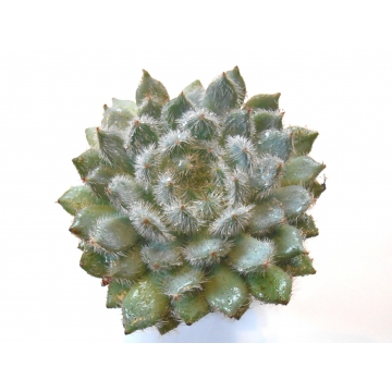 Echeveria setosa var deminuta