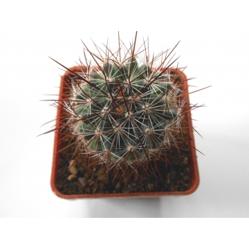 Mammillaria discolor