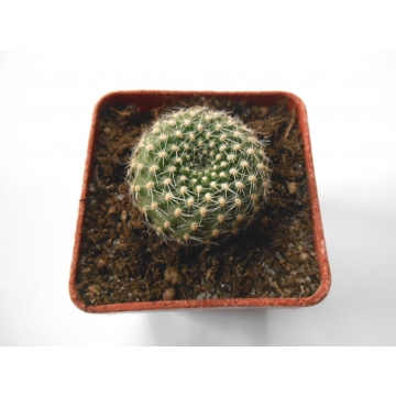 Rebutia krainziana