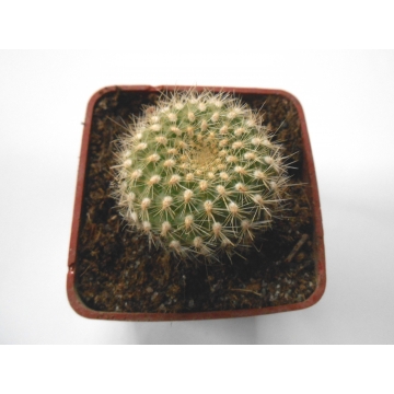 Rebutia violacea