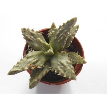 Faucaria tuberosa