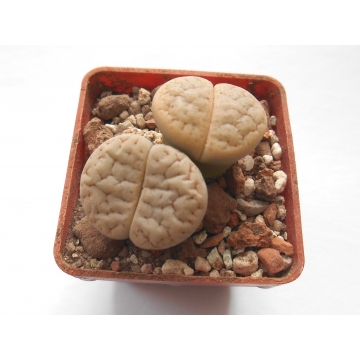 Lithops gracilidelineata