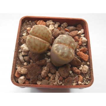 Lithops dorotheae