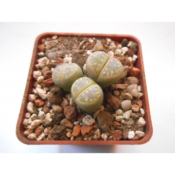 Lithops olivacea