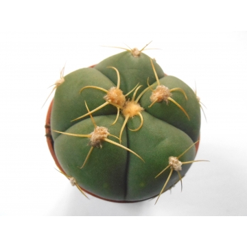 Gymnocalycium horstii