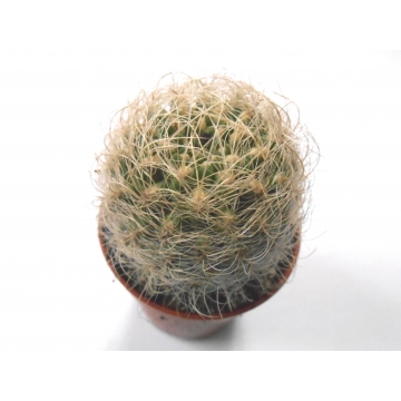 Neoporteria senillis