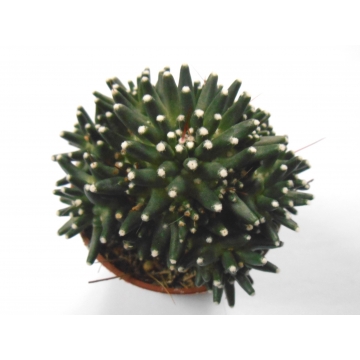 Mammillaria painteri monstruosa 