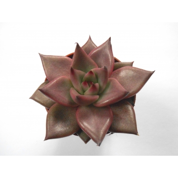 Echeveria Taurus