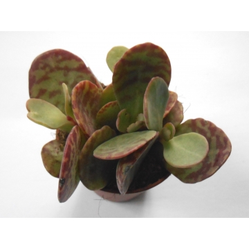 Kalanchoe marmorata
