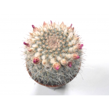 Mammillaria hahniana