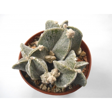 Astrophytum myriostigma hybrid