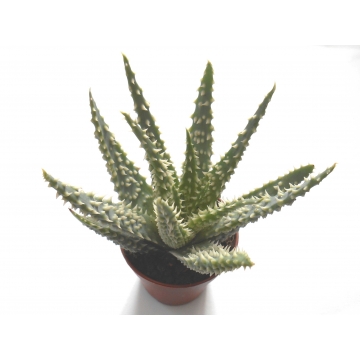 Aloe humilis