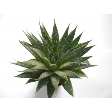 Aloe aristata