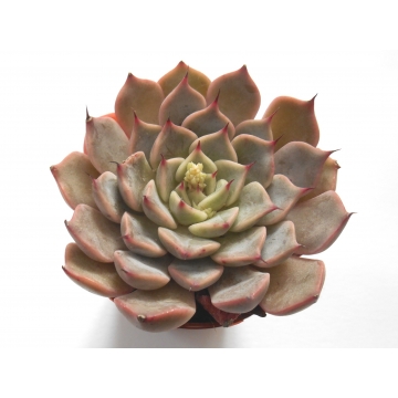 Echeveria Pulidonis Grey