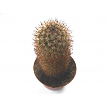 Mammillaria umbrina
