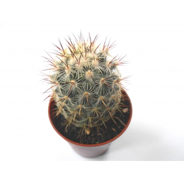Mammillaria microhelia