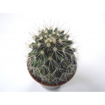 Mammillaria ernestii albispina