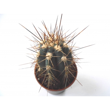 Stetsonia coryne